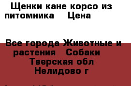 Щенки кане корсо из  питомника! › Цена ­ 65 000 - Все города Животные и растения » Собаки   . Тверская обл.,Нелидово г.
